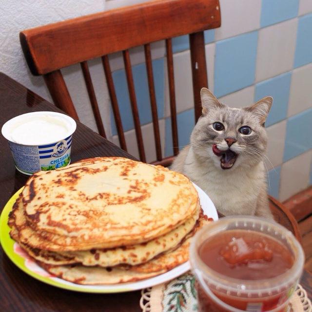 Илья — кот с блинами, потому что почему бы и нет